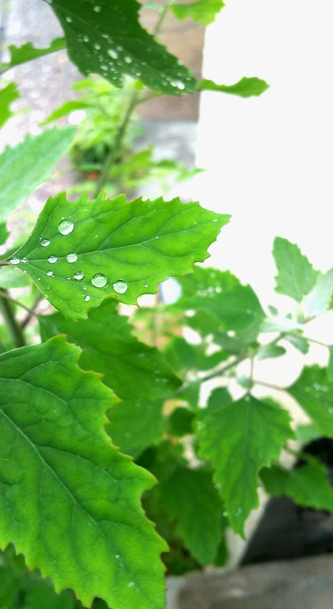 f:id:myuhikaru:20190624202109j:plain f:id:myuhikaru:20190624202109j:plain