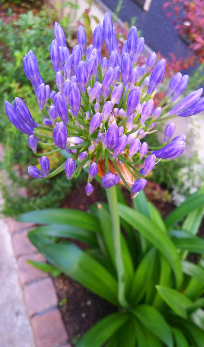 f:id:myuhikaru:20190626221745j:plain f:id:myuhikaru:20190626221745j:plain