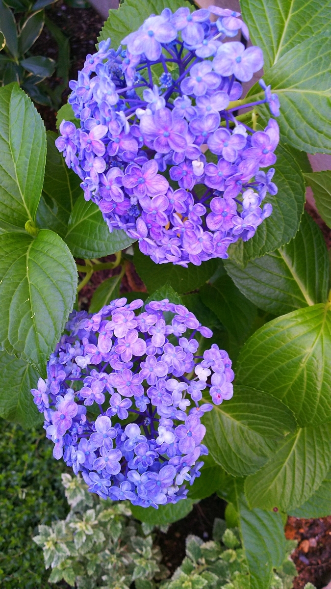 f:id:myuhikaru:20190627190110j:plain f:id:myuhikaru:20190627190110j:plain