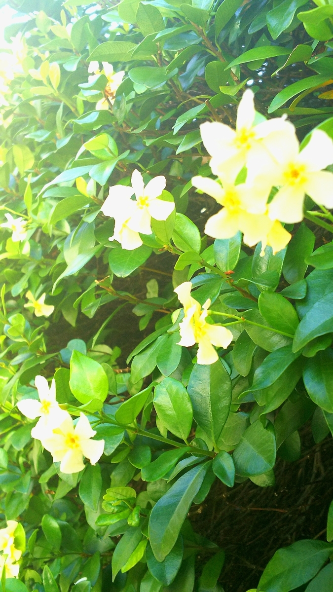 f:id:myuhikaru:20190906192653j:plain f:id:myuhikaru:20190906192653j:plain