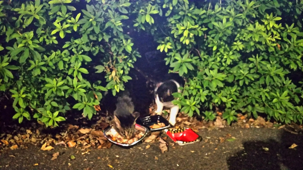 f:id:myuhikaru:20190921114720j:plain f:id:myuhikaru:20190921114720j:plain