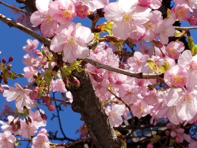 f:id:myuhikaru:20200211155001j:plain f:id:myuhikaru:20200211155001j:plain