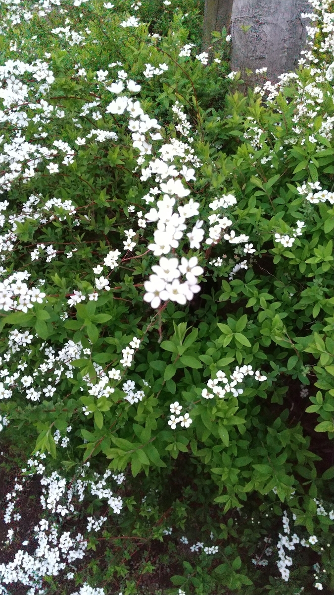 f:id:myuhikaru:20200322232523j:plain f:id:myuhikaru:20200322232523j:plain