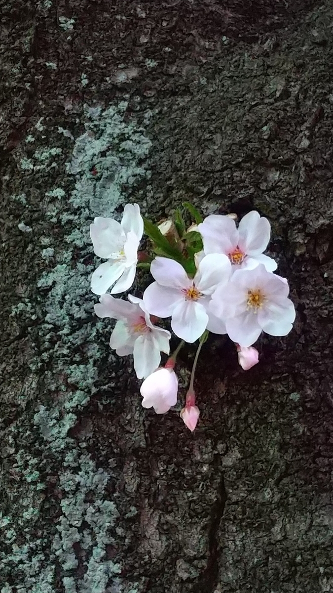 f:id:myuhikaru:20200322232604j:plain f:id:myuhikaru:20200322232604j:plain