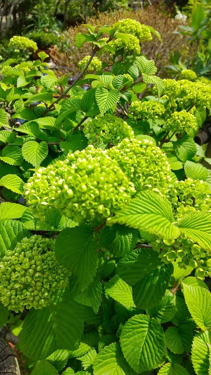 f:id:myuhikaru:20200404165951j:plain f:id:myuhikaru:20200404165951j:plain