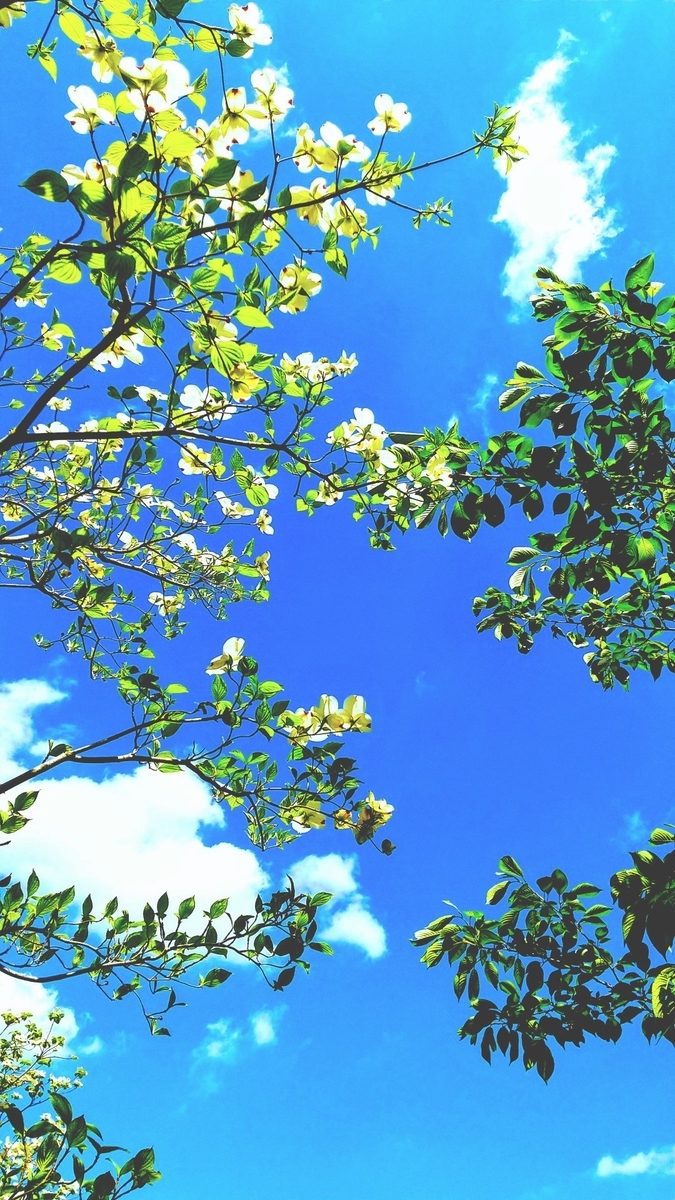 f:id:myuhikaru:20200510131343j:plain f:id:myuhikaru:20200510131343j:plain