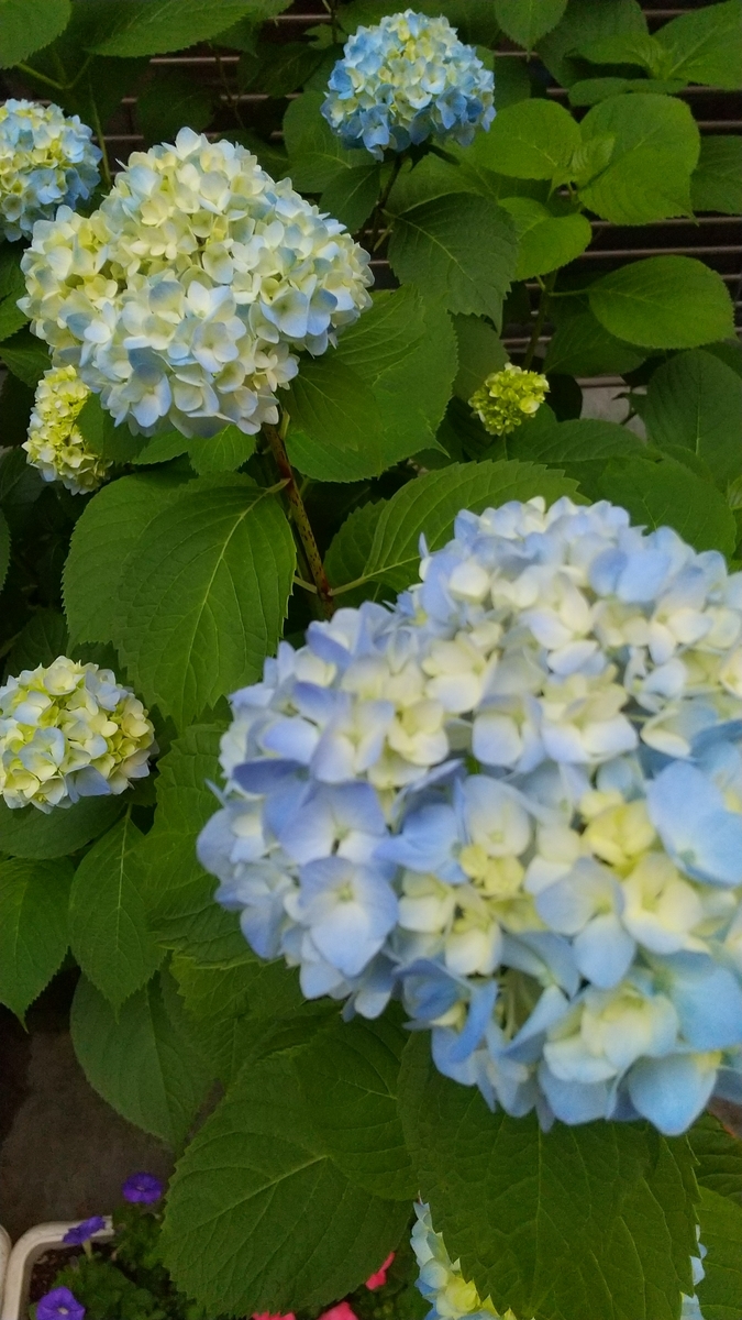 f:id:myuhikaru:20200530095853j:plain f:id:myuhikaru:20200530095853j:plain