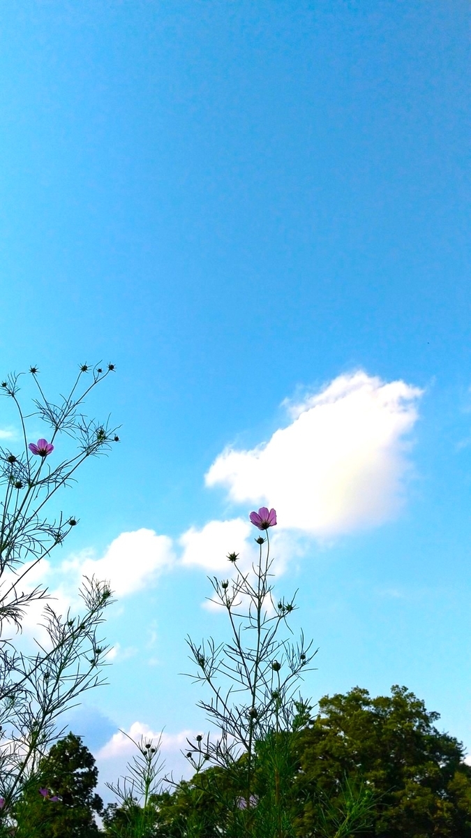 f:id:myuhikaru:20200923211534j:plain f:id:myuhikaru:20200923211534j:plain