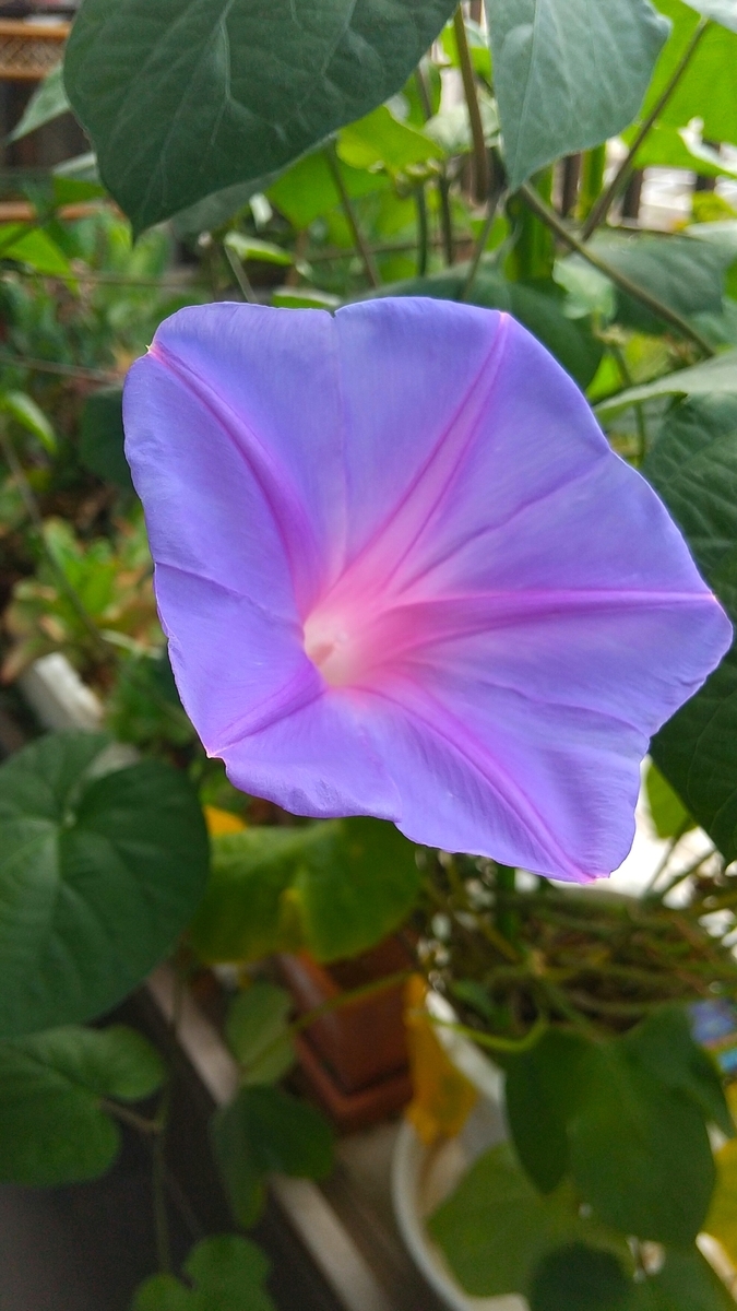 f:id:myuhikaru:20210721155642j:plain