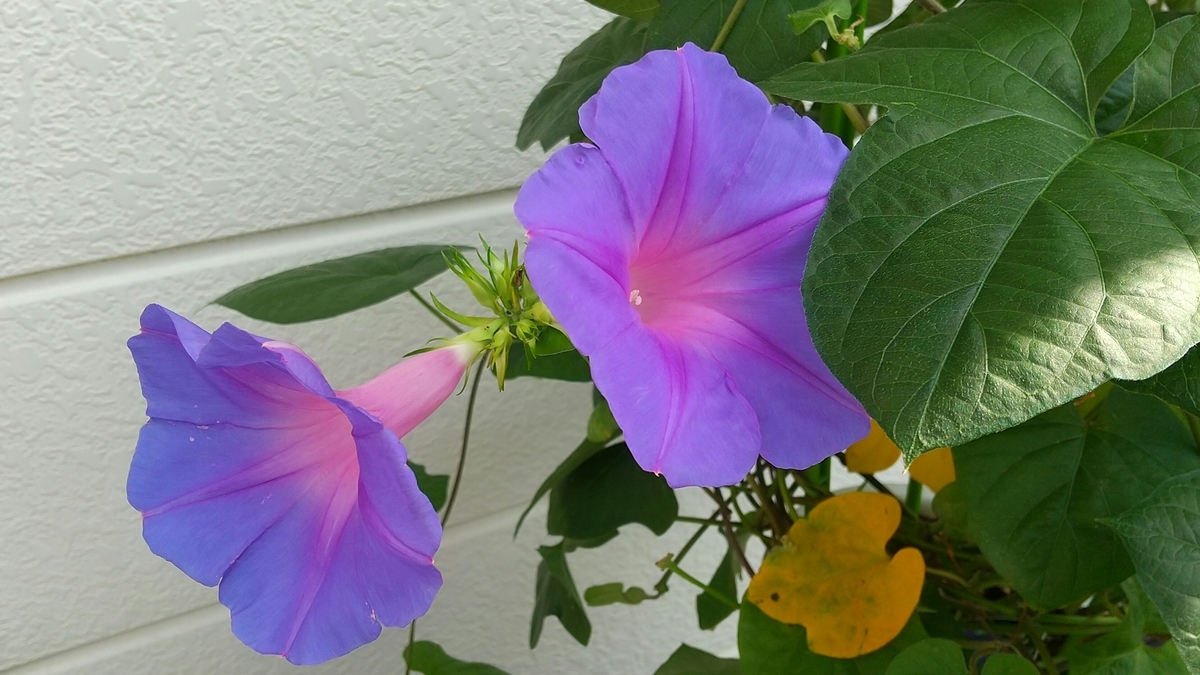 f:id:myuhikaru:20210721155708j:plain