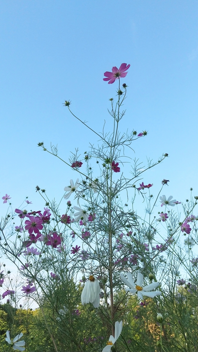 f:id:myuhikaru:20210924111426j:plain