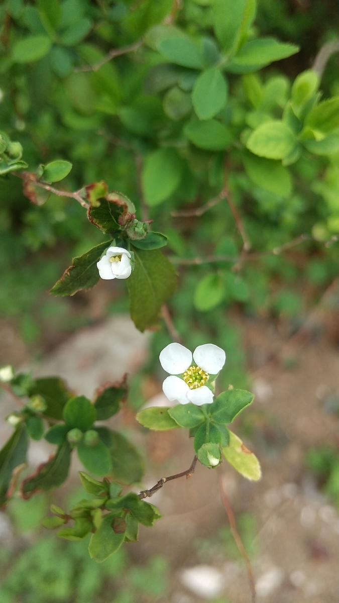 白い小花たちの春 そして一年 山田 ひかるのブログ