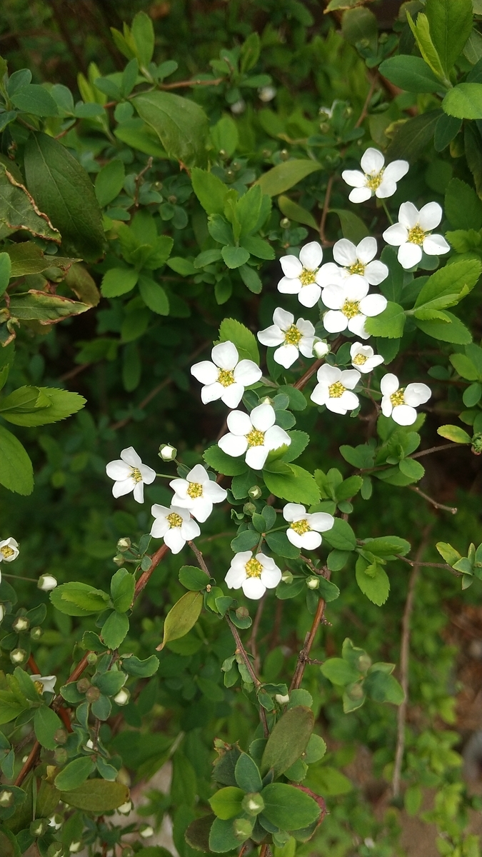 白い小花たちの春 そして一年 山田 ひかるのブログ