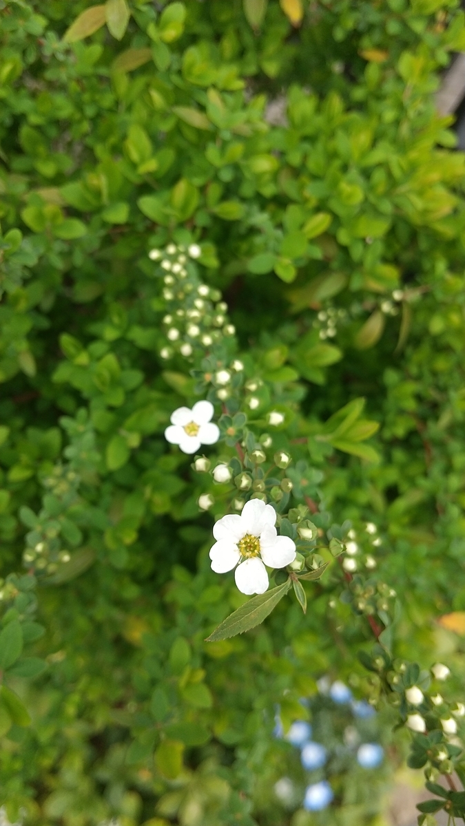 白い小花たちの春 そして一年 山田 ひかるのブログ