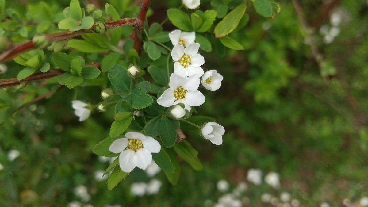 白い小花たちの春 そして一年 山田 ひかるのブログ