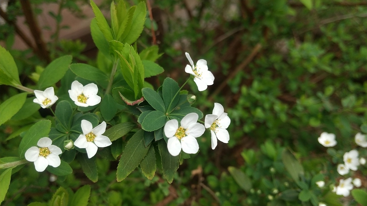 白い小花たちの春 そして一年 山田 ひかるのブログ