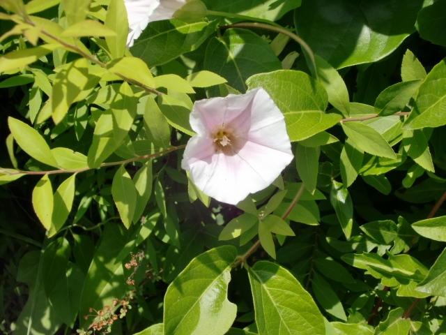 f:id:myuieri:20210814102152j:plain