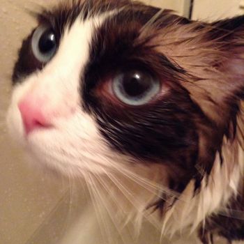 f:id:myukmyuk:20161005231653j:plain