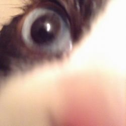 f:id:myukmyuk:20161005231701j:plain