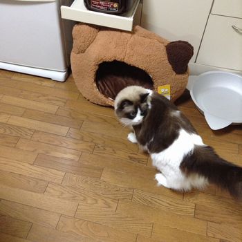 f:id:myukmyuk:20161030230930j:plain f:id:myukmyuk:20161030230930j:plain