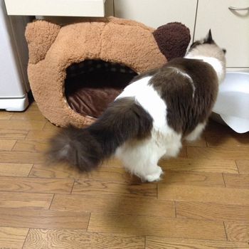 f:id:myukmyuk:20161030230935j:plain f:id:myukmyuk:20161030230935j:plain