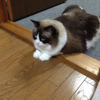 f:id:myukmyuk:20161030230949j:plain f:id:myukmyuk:20161030230949j:plain
