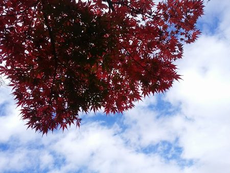 f:id:myukmyuk:20161031000637j:plain