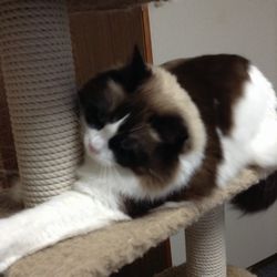 f:id:myukmyuk:20161211213139j:plain