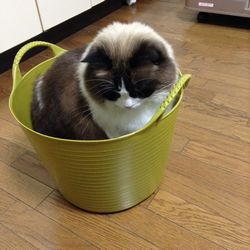 f:id:myukmyuk:20161211213228j:plain