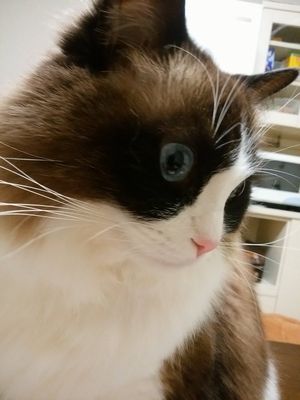 f:id:myukmyuk:20170107002907j:plain f:id:myukmyuk:20170107002907j:plain