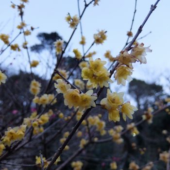 f:id:myukmyuk:20170205234420j:plain