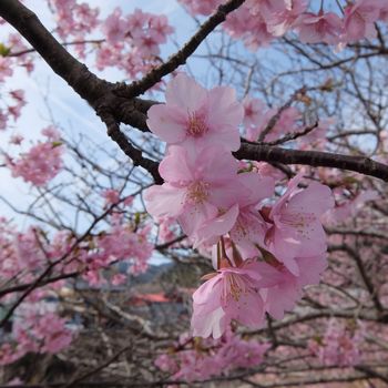 f:id:myukmyuk:20170219000209j:plain