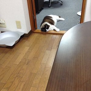 f:id:myukmyuk:20170513213646j:plain