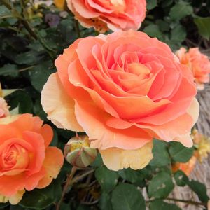 f:id:myukmyuk:20170514223436j:plain