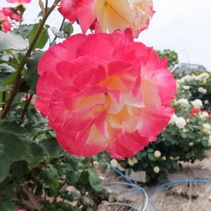 f:id:myukmyuk:20170514223445j:plain