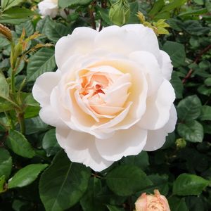 f:id:myukmyuk:20170514223455j:plain
