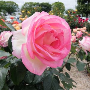 f:id:myukmyuk:20170514223501j:plain