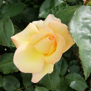 f:id:myukmyuk:20170514223511j:plain