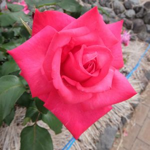 f:id:myukmyuk:20170514223516j:plain