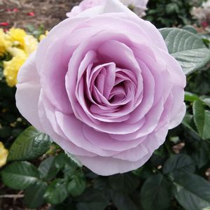f:id:myukmyuk:20170514223520j:plain