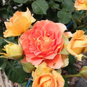 f:id:myukmyuk:20170514223525j:plain