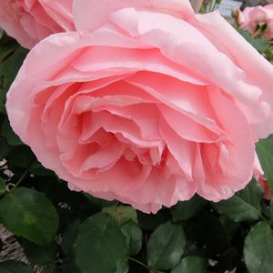 f:id:myukmyuk:20170514223529j:plain