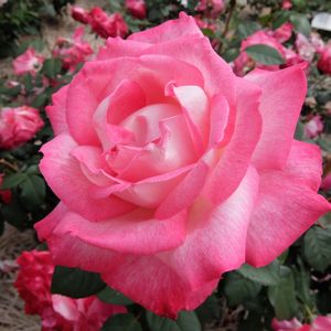 f:id:myukmyuk:20170514223534j:plain