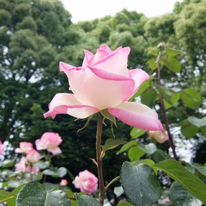 f:id:myukmyuk:20170514223540j:plain