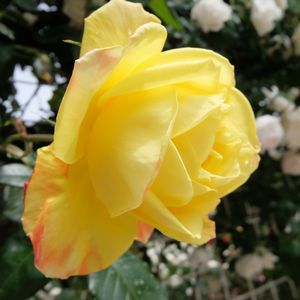 f:id:myukmyuk:20170514223549j:plain