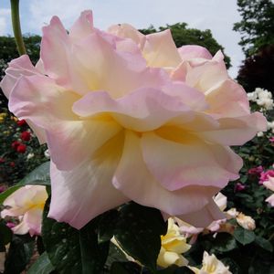 f:id:myukmyuk:20170514223554j:plain