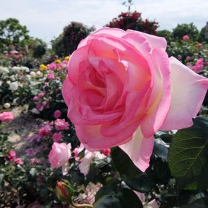 f:id:myukmyuk:20170514223559j:plain