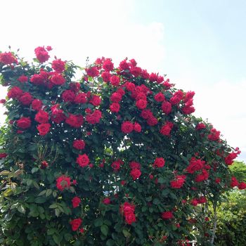 f:id:myukmyuk:20170514223605j:plain