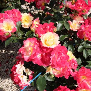 f:id:myukmyuk:20170514223614j:plain