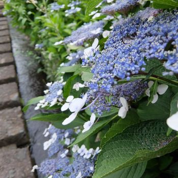 f:id:myukmyuk:20170618005109j:plain